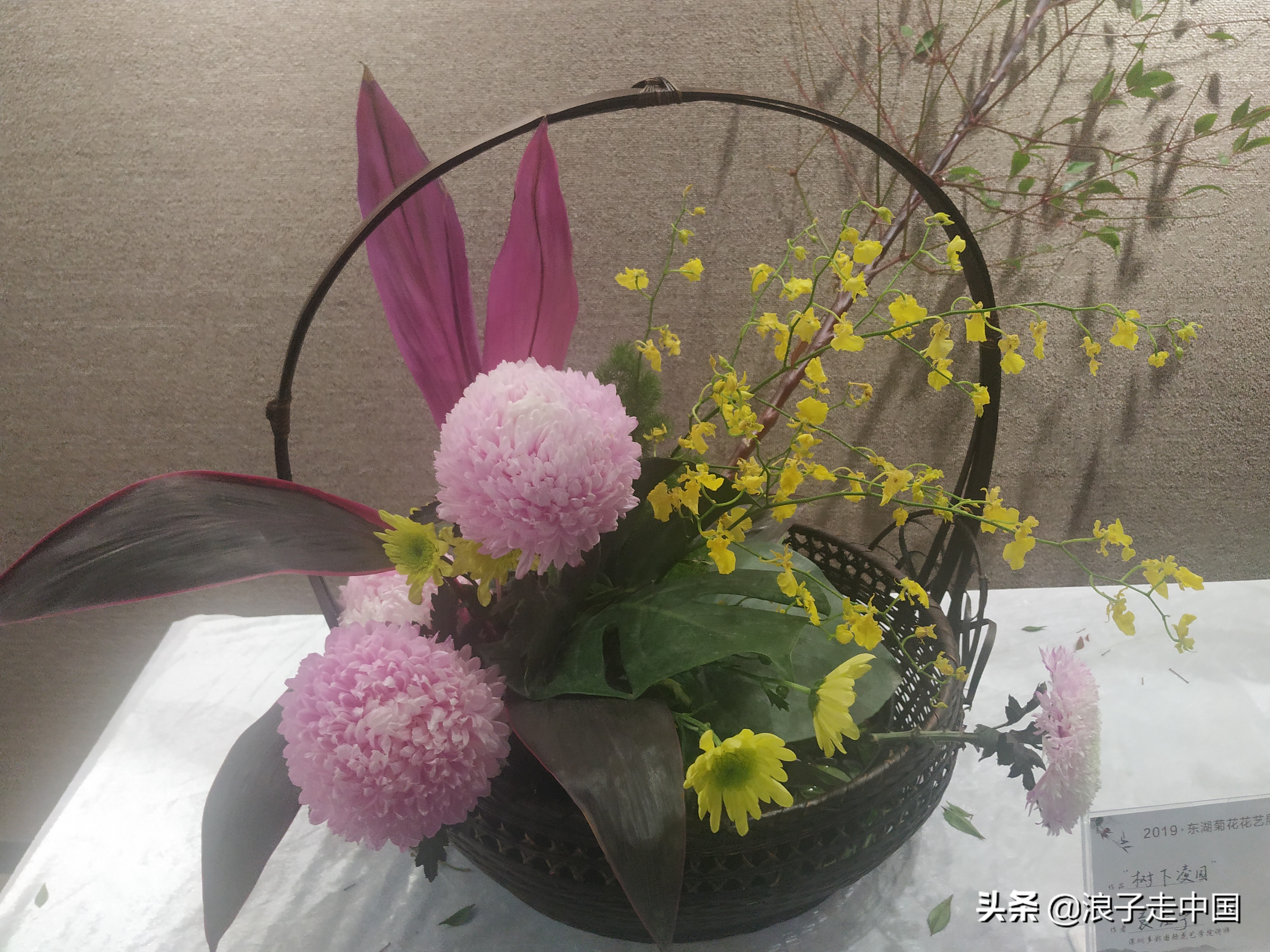 深圳的东湖公园的菊花展漂亮极了,深圳东湖公园赏菊花展