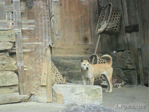 老兽医治疗宠物,别等狗狗出现这些问题再来后悔