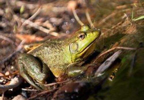牛蛙养殖过程生病吃什么药呢,牛蛙肠胃炎的最佳治疗方法