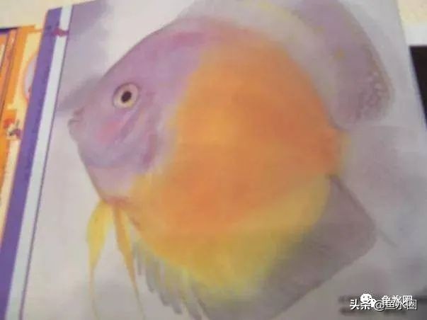 七彩神仙品系图谱,七彩神仙全系品种介绍