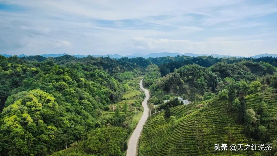 口粮茶哪个牌子好喝又便宜,什么茶耐泡好喝便宜