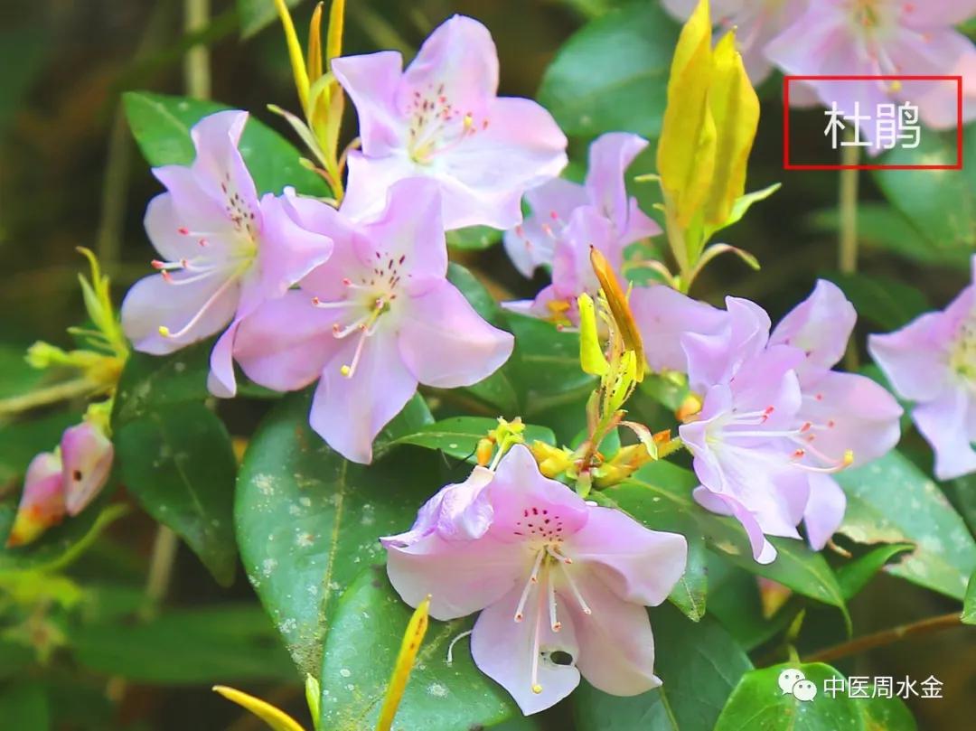 西医叫慢性肠炎中医叫什么,慢性肠炎看中医有效吗