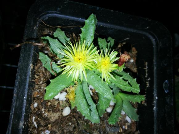 1000种多肉植物图鉴大全大图,景天科1000种多肉植物图鉴