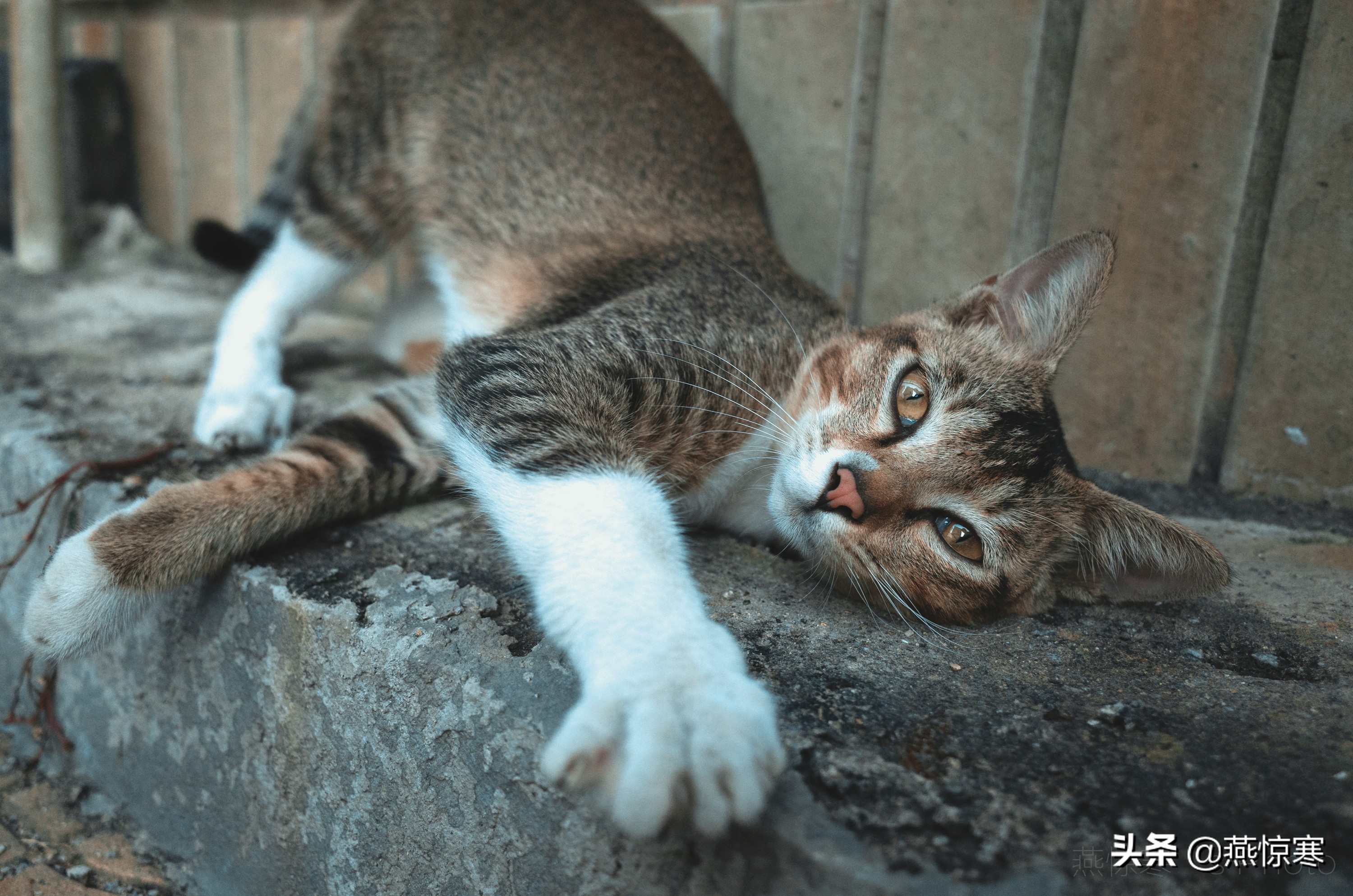 理光镜头和宾得通用吗,宾得理光图片大全