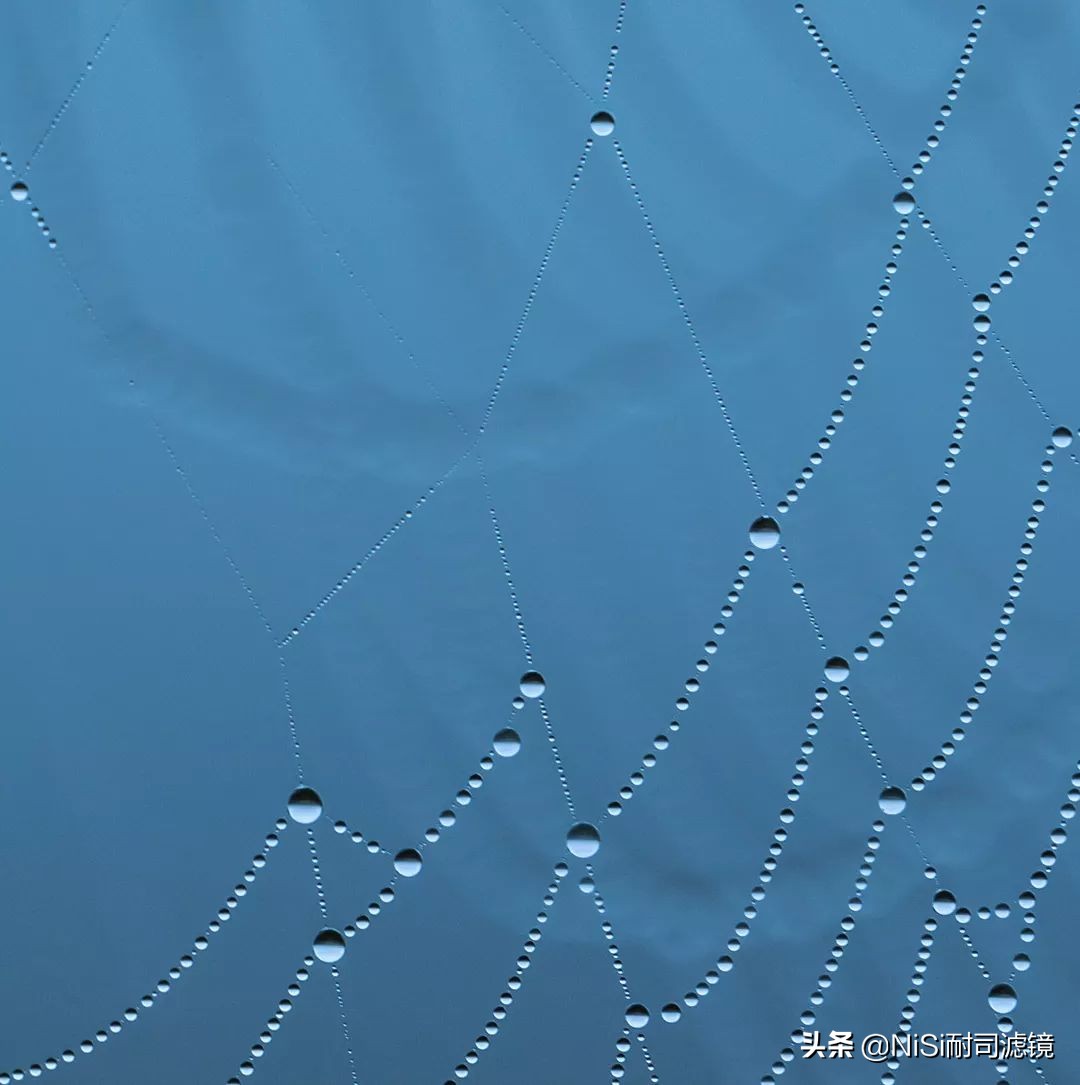 看到精彩——加拿大摄影师老飘飘的近摄镜测评