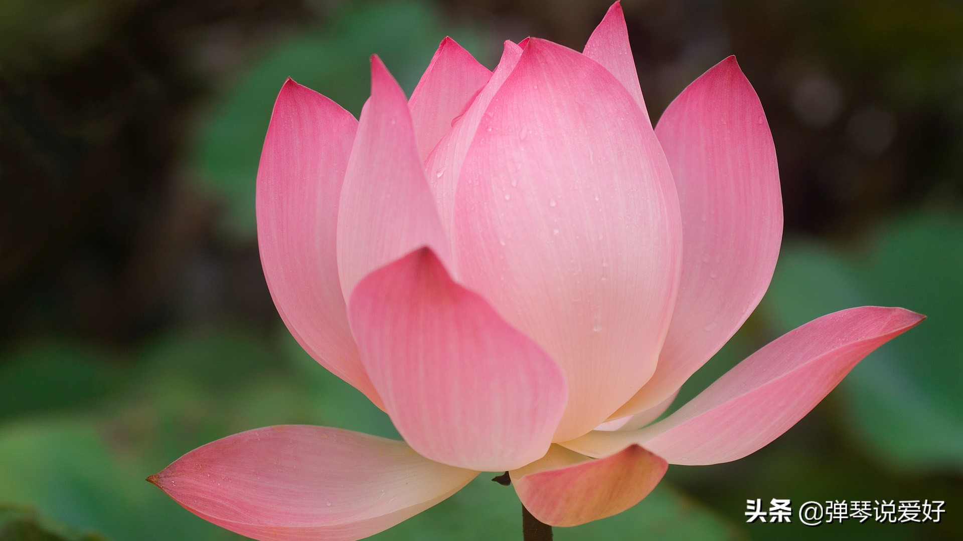 无为而治的真实道理,无为而治的精髓在哪