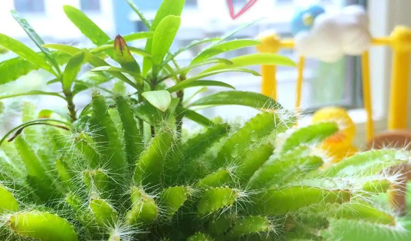 秋冬季节手足干裂起皮的原因,秋冬宝宝身上皮肤干燥起皮怎么办