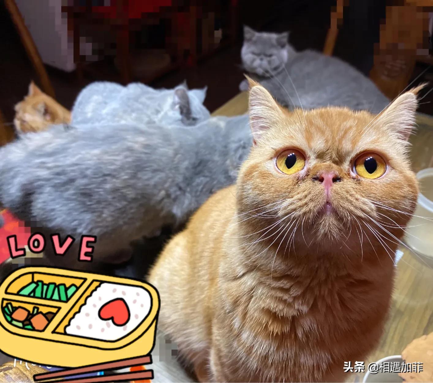 猫咪喜欢看电视动画片,猫咪喜欢看电视里的小动物