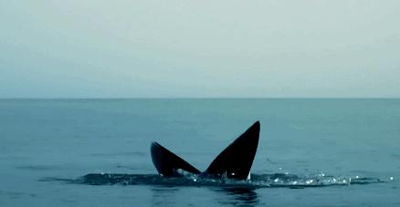 北海布氏鲸视频,广西北海布氏鲸图片