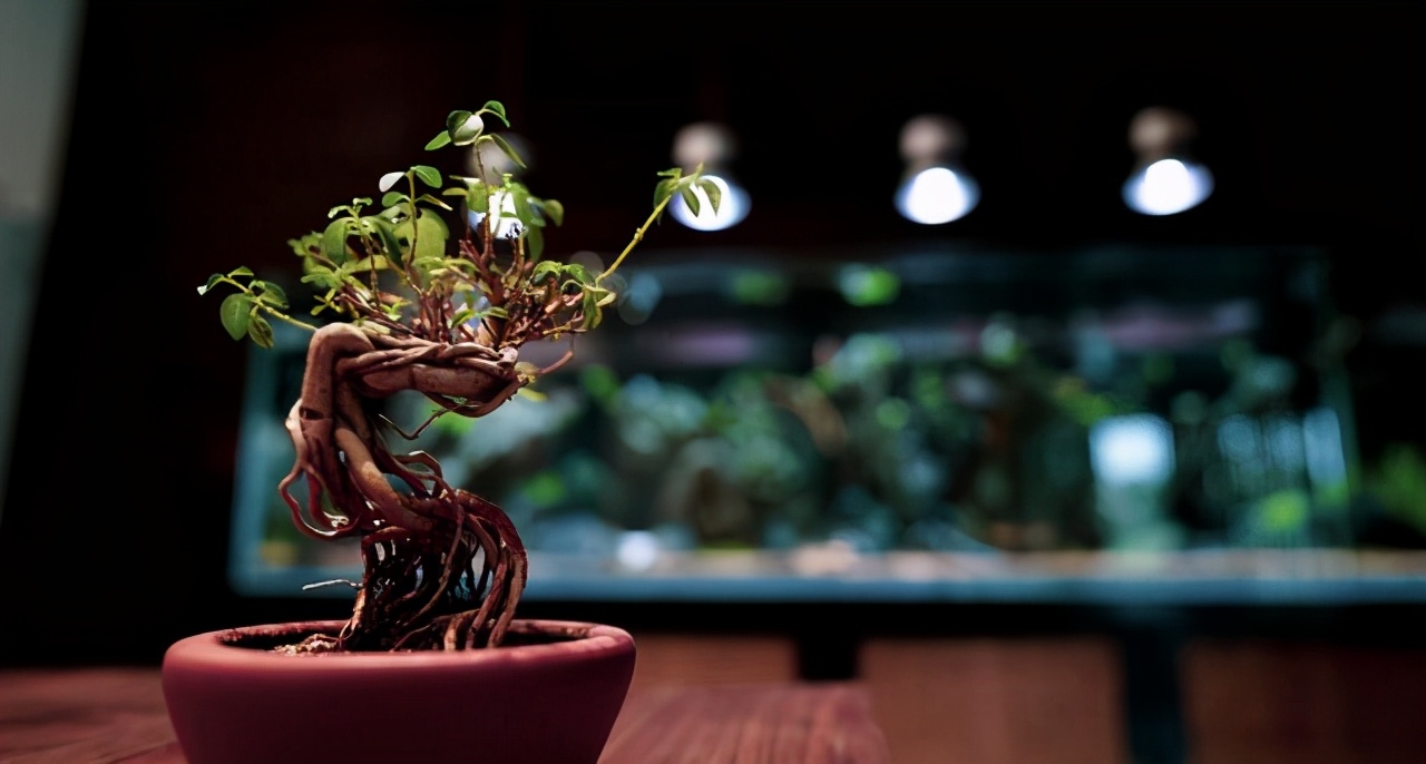 走进盆景世界领略盆景的魅力所在,浅谈盆景的大小与艺术价值