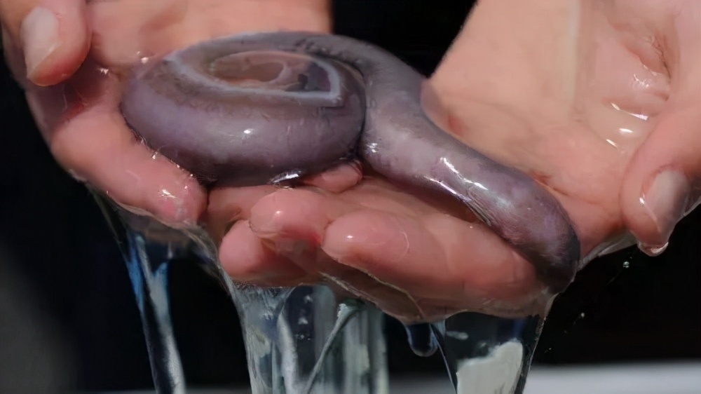 隐鱼是怎么钻入海参体内的,隐鱼和海参真实影像