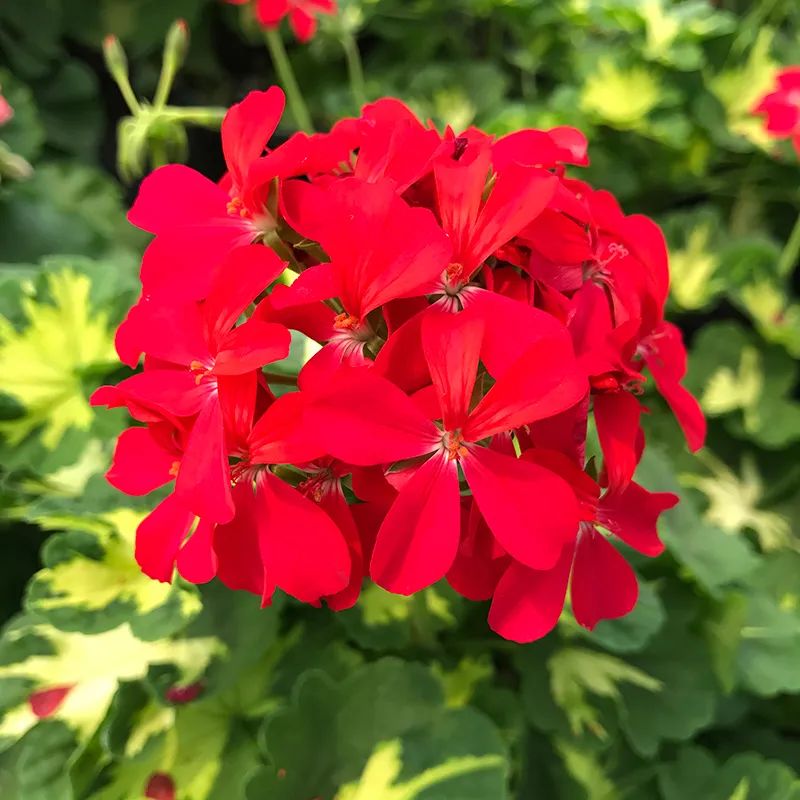 这种花别乱浇水水越多越不开花,这种花不怕冷好养易活