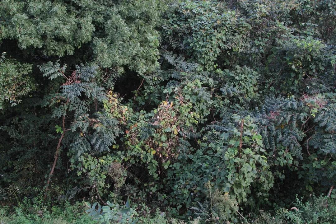 寄生植物科普知识 (有价值寄生植物有哪些)