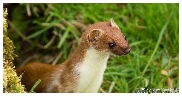 为什么迷信不能杀黄鼠狼,科学家为什么说黄鼠狼不能杀