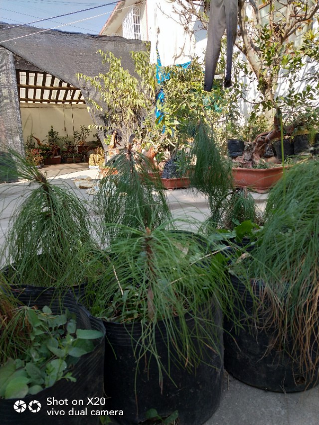 马尾松树桩怎么栽培,马尾松栽培用什么植料