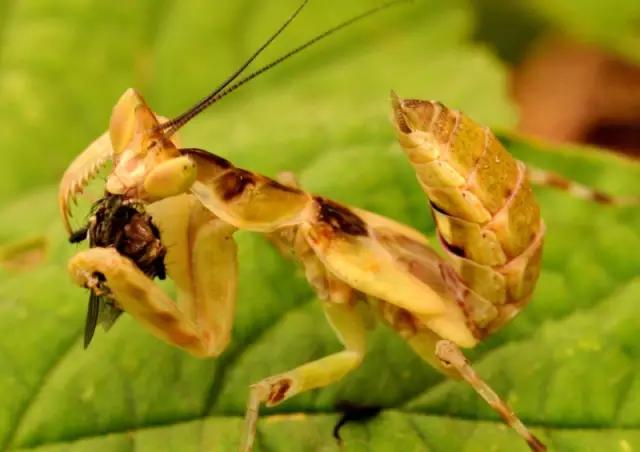 海南代表性动物,海南特有的珍稀动物