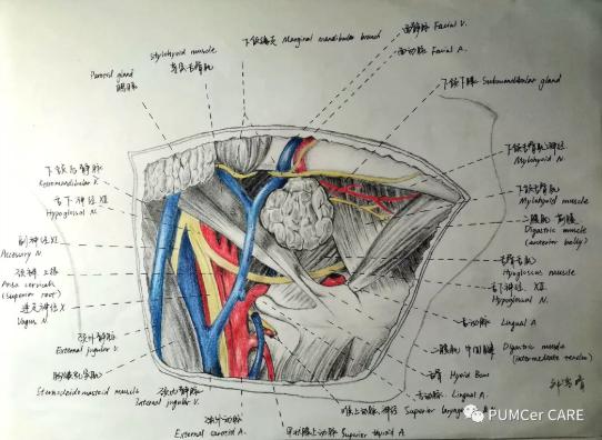 医学解剖创意绘画及作品简介,解剖手骨绘图大赛手绘图