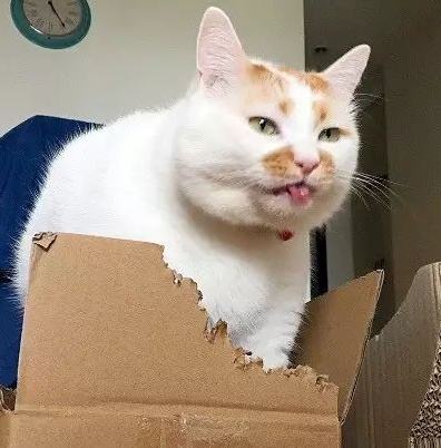 猫咪总吃异物怎么办妙招,猫咪吃纸箱频繁呕吐