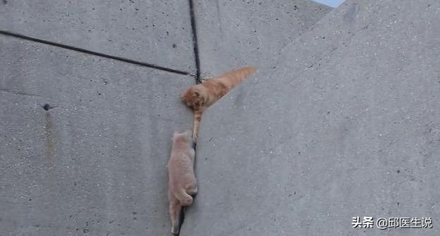 容易感冒体虚怎么增强免疫力,气虚免疫力低总感冒怎么办