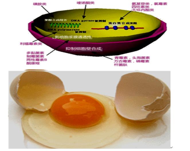 抗菌药物，大环内酯类抗菌药物