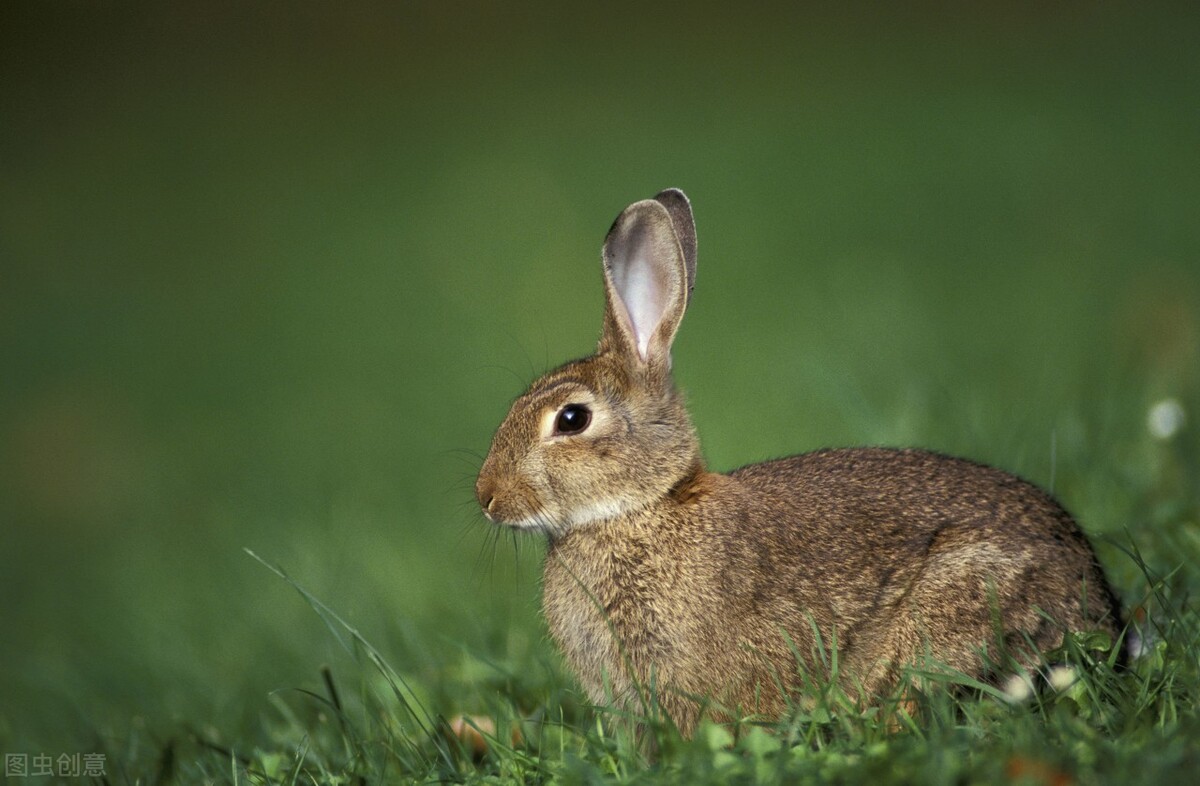 兔子眼睛瞎了怎么办,兔子眼睛全瞎了怎么养