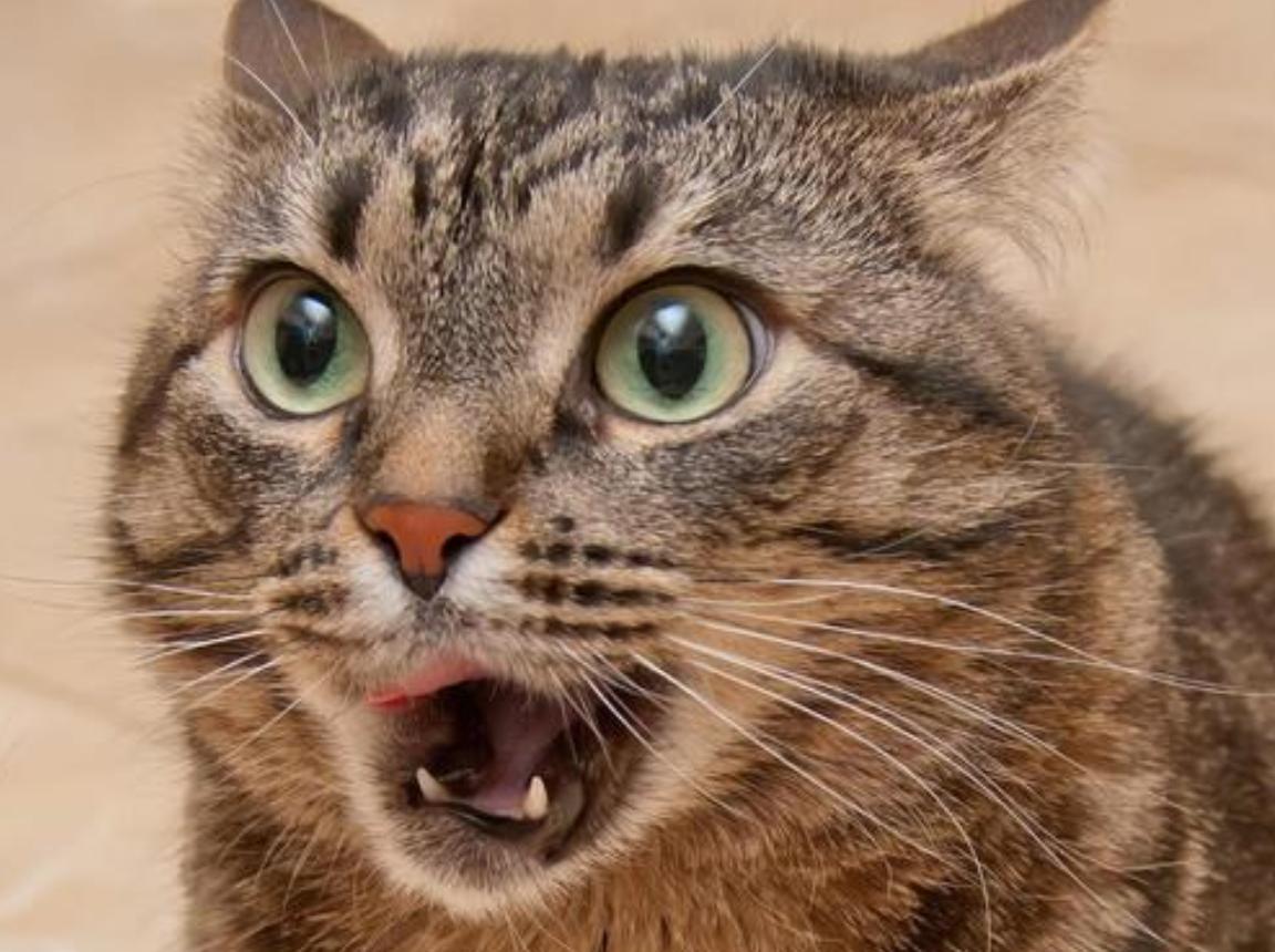 猫咪为什么不能吃骨头,猫为什么要让猫咪吃骨头