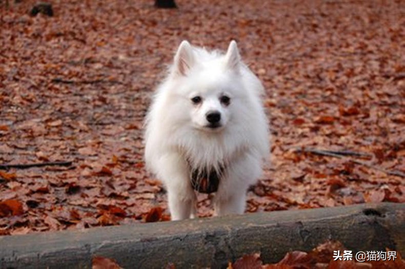 狗狗断奶期涨奶的正确处理,狗狗离乳期奶粉