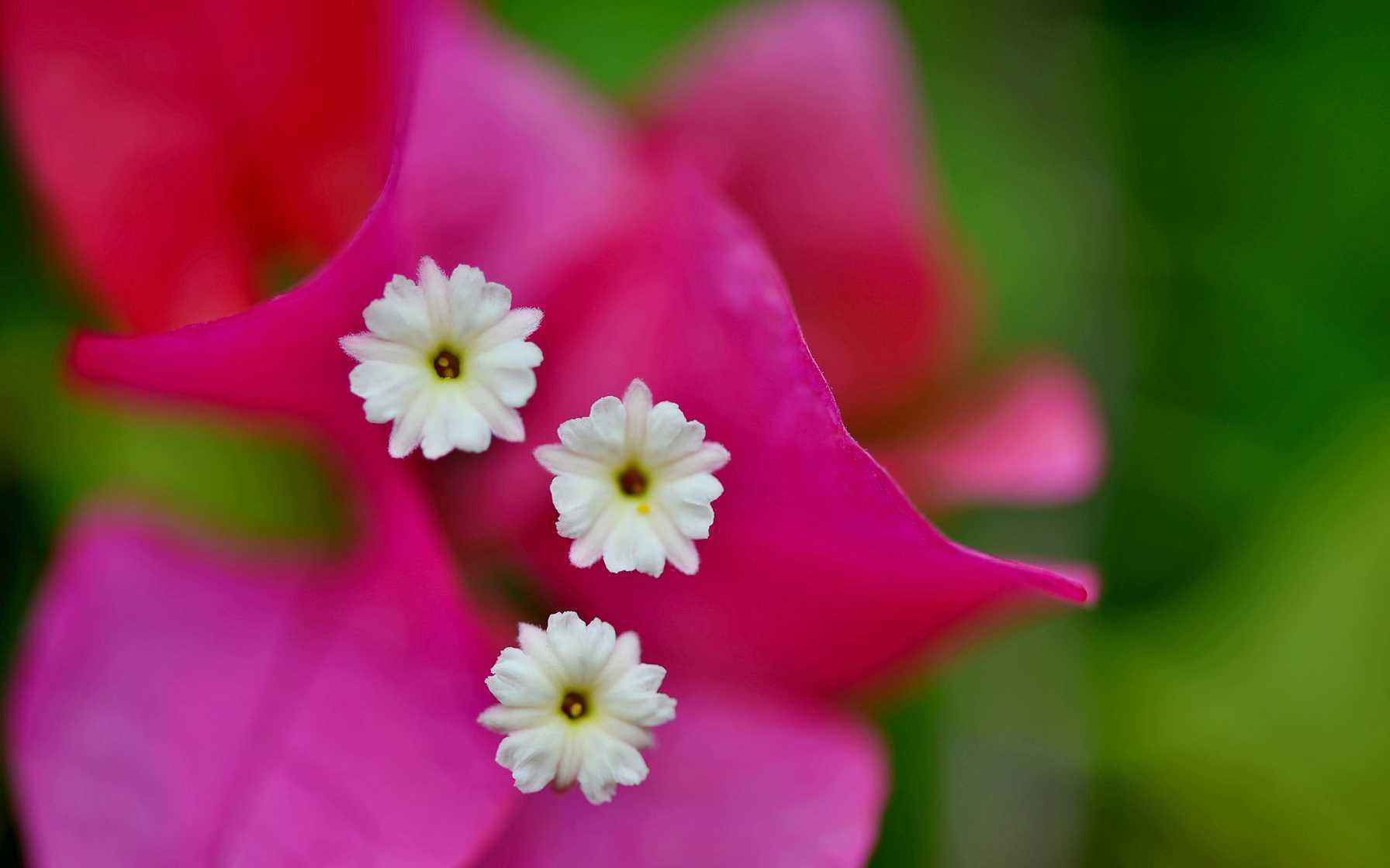 三角梅冻伤树干都出水了,五摄氏度三角梅在室外会冻伤吗