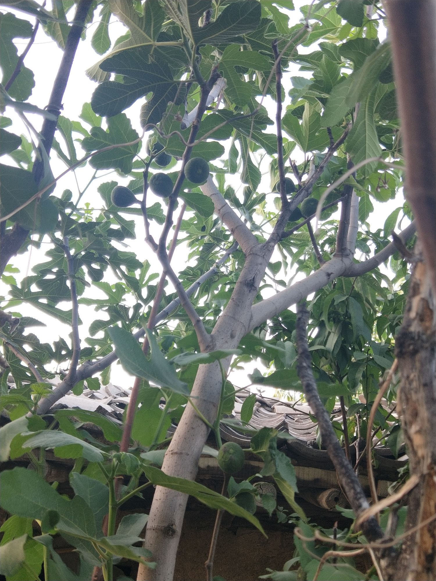 无花果是有核水果吗,无花果是无糖水果吗