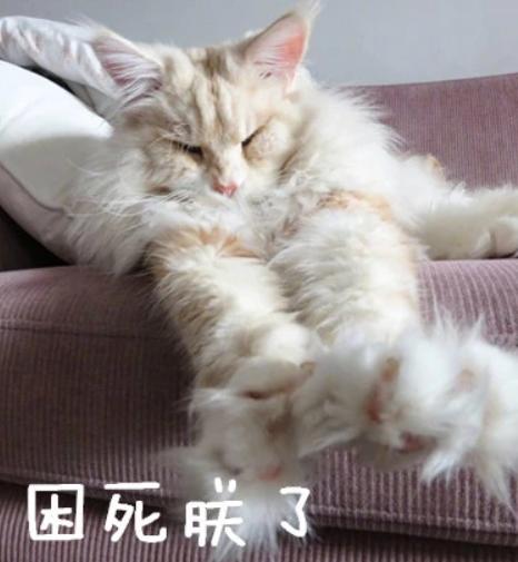 温柔的巨人猫视频,温柔的巨人布偶猫