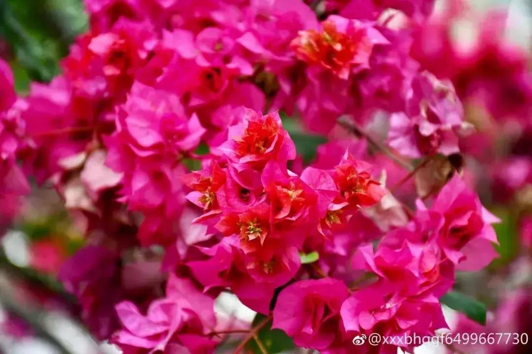 广州现在赏花哪里最好,广州各区赏花全指南