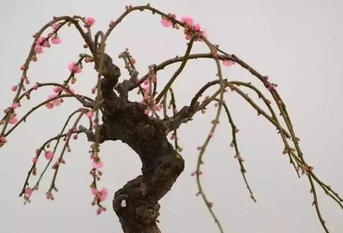 日本罗圈腿女生,日本为什么罗圈腿那么多