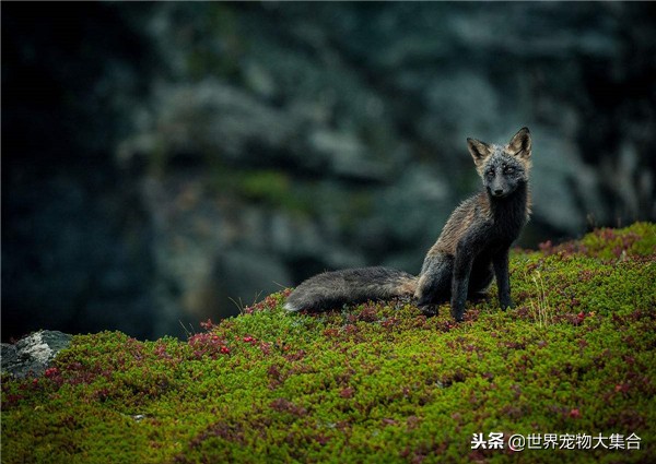 狐狸有狐臭的视频,请问狐狸身上真的有狐臭吗