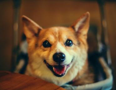 狗狗太怕铲屎官该怎么办,狗狗坚决不想走路跟铲屎官杠到底