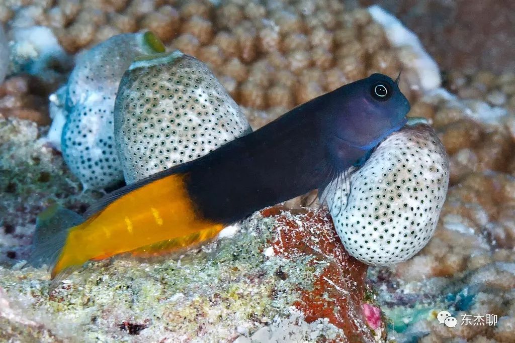 哪些海水鱼可以在淡水中养,哪些海水鱼能释放电压