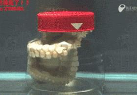 巨型大章鱼到底有多恐怖,世界上最恐怖的章鱼长什么样子