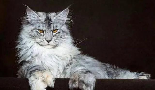 猫中的贵族,猫中的贵族蓝猫