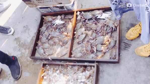 秦皇岛买海鲜去哪里?去码头便宜又新鲜,渔民:船靠岸就被抢光