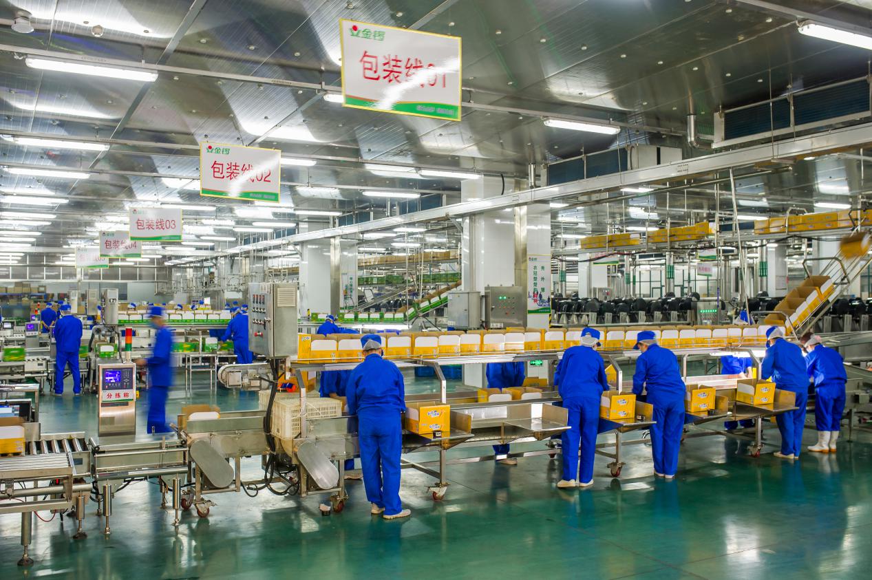 金锣产业,金锣市场调研