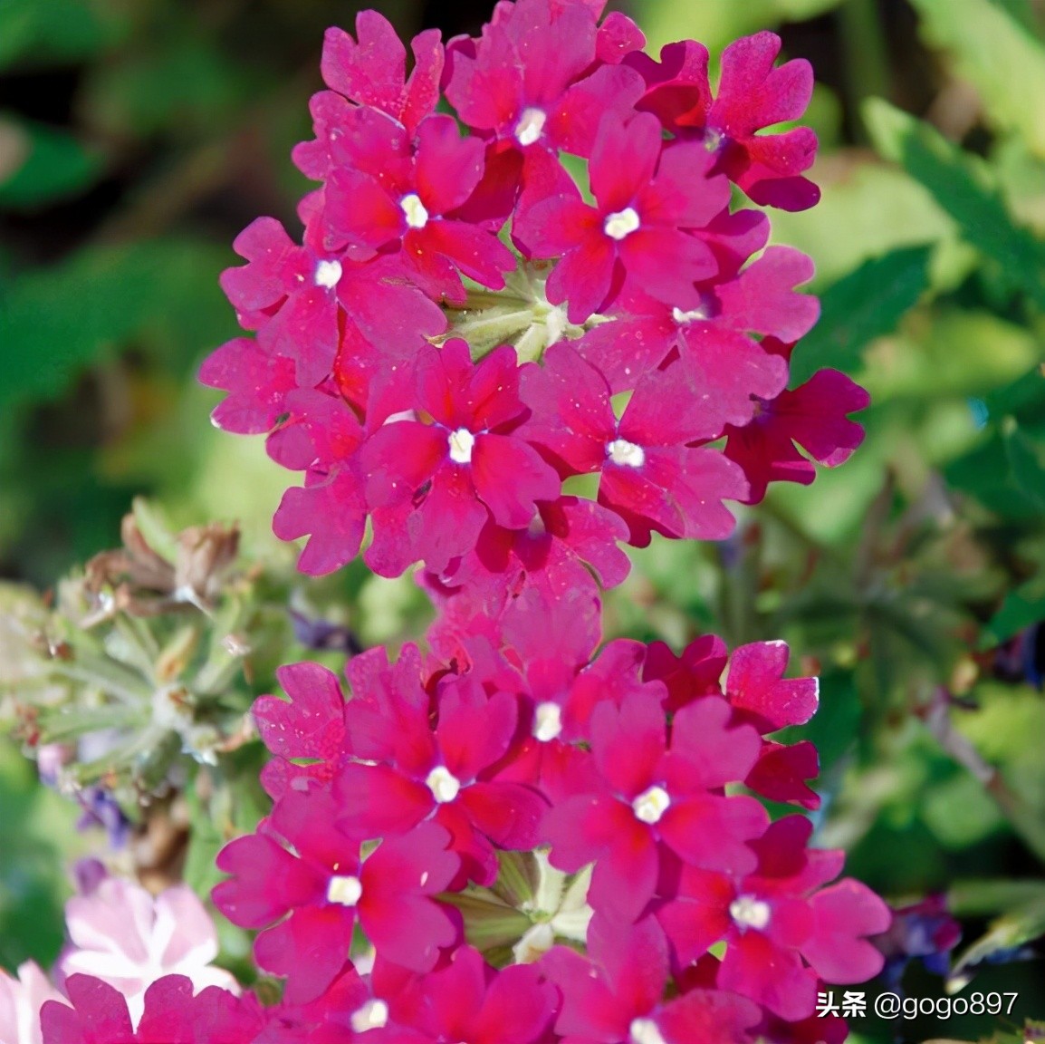 美女图片,美女小姐姐