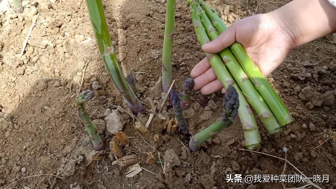 夏天最适合种植芦笋，种一次采收多年，常吃常有