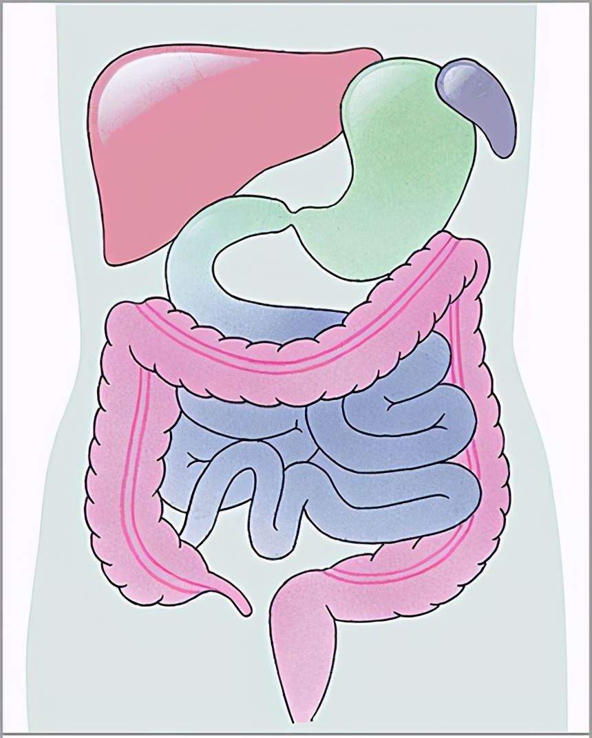 宿便对肠道的危害,需要清宿便排肠毒吗