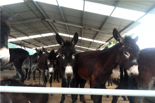 驴肉怎么养,驴肉好吃为什么不大量饲养