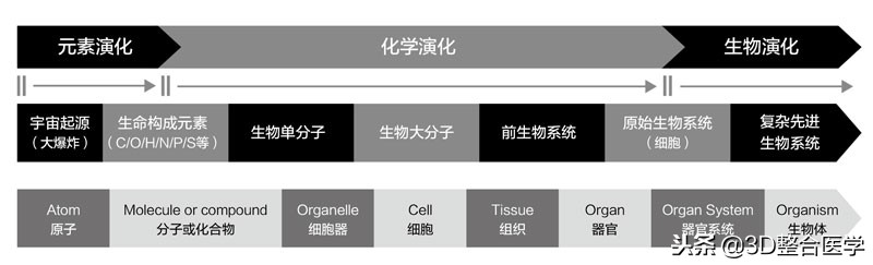 重磅连载——《3D医学》第一期