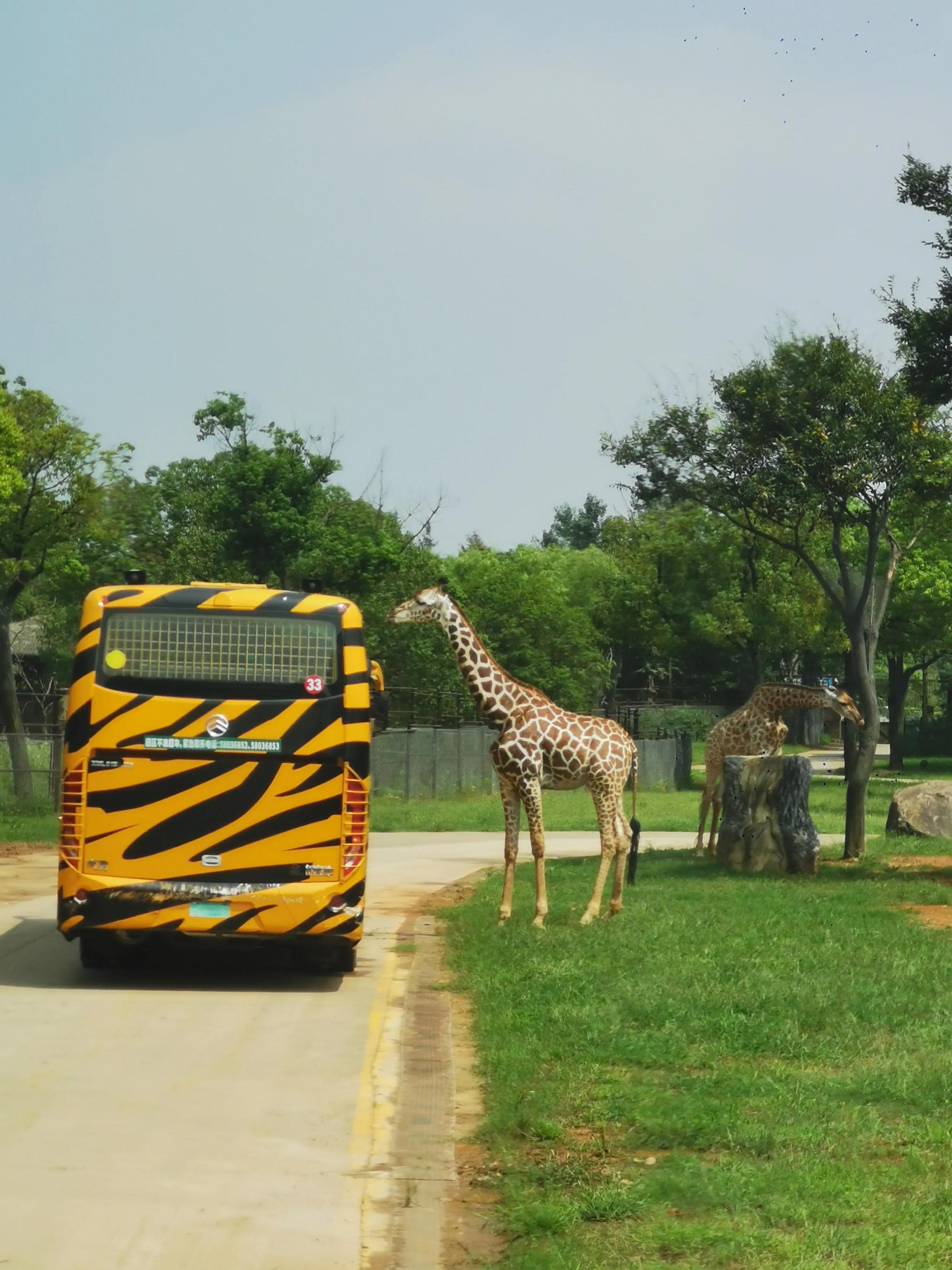 上海野生动物园真的值得去吗,上海野生动物园好玩吗值得去吗