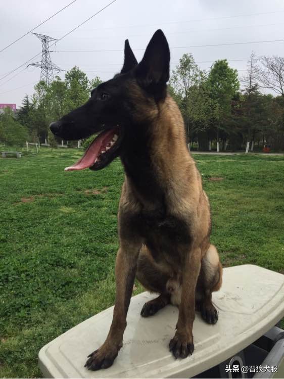 马犬突然咬人,马犬突然狂叫乱跑