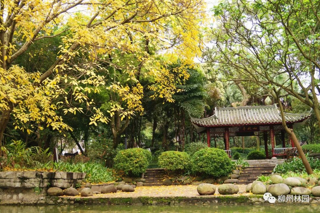 柳州的柳侯公园特色,柳州柳侯公园秋天美景