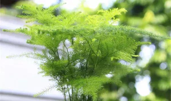 家里养的绿植长白霉怎么处理,家里的绿植老是生虫怎么办