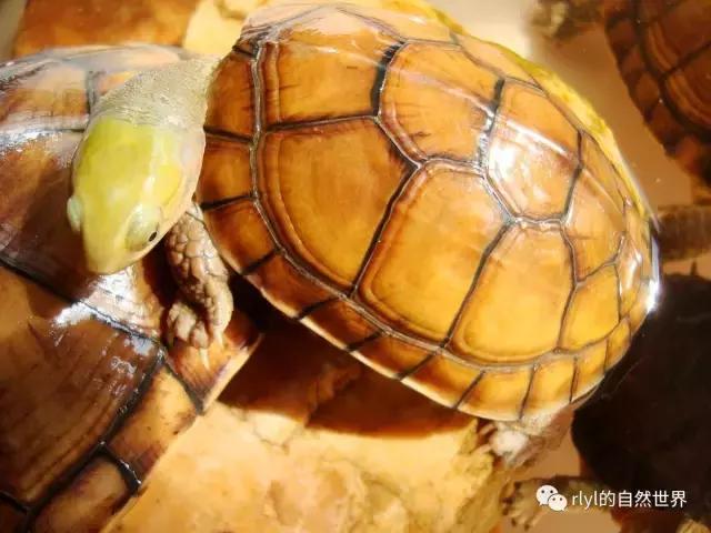 黄喉拟水龟注意事项,黄喉拟水龟种类区别