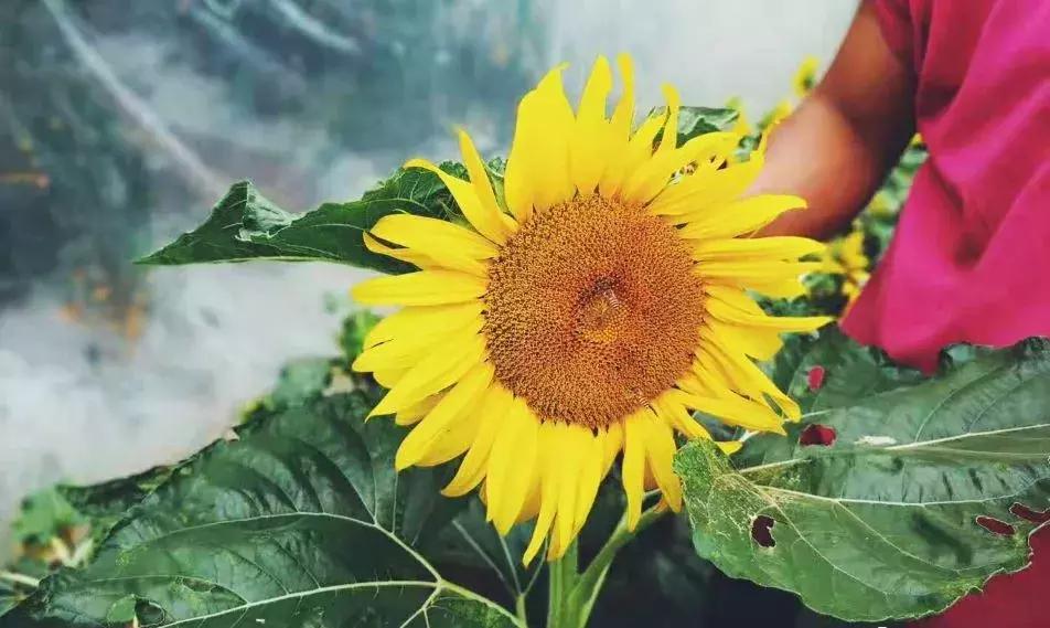 被“致富经”忽悠养殖野鸡，没想到失败以后反而成了番茄大王